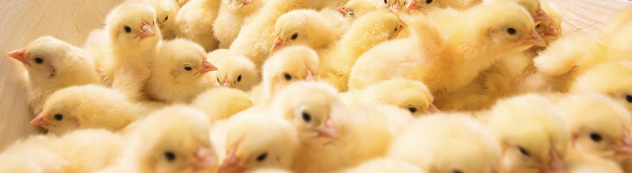 中国·2299威尼斯(股份)有限公司-官方网站