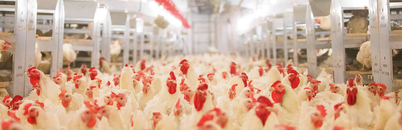 中国·2299威尼斯(股份)有限公司-官方网站